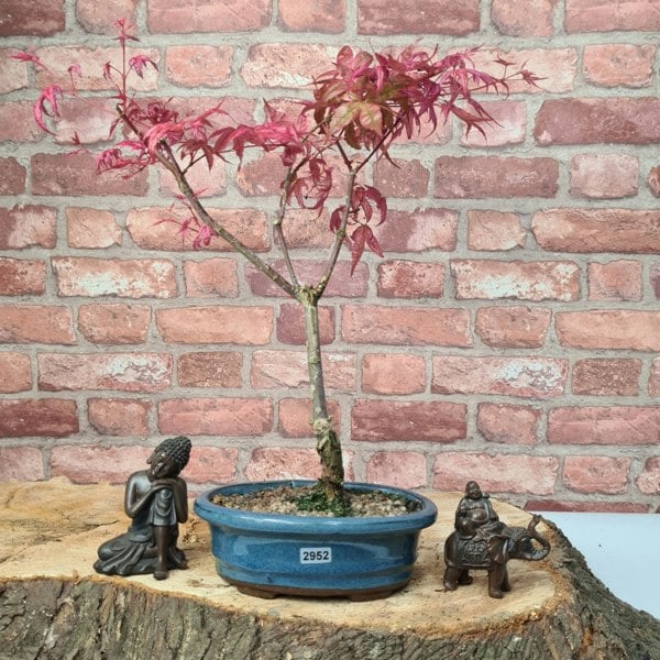 Yorkshire Bonsai Japanese Maple (Acer) Bonsai Tree | Deshojo Informal Upright | In 20cm Pot