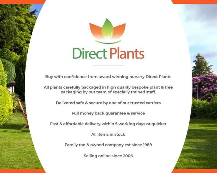 Direct Plants 3x Green Leylandii Cupressocyparis Leylandii Hedging Trees 3-4ft Supplied in 3 Litre Pots