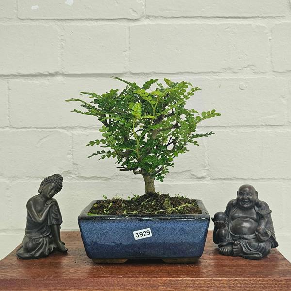 Yorkshire Bonsai Chinese Pepper (Zanthoxylum Pipertum) Bonsai Tree | Broom | In 20cm Pot