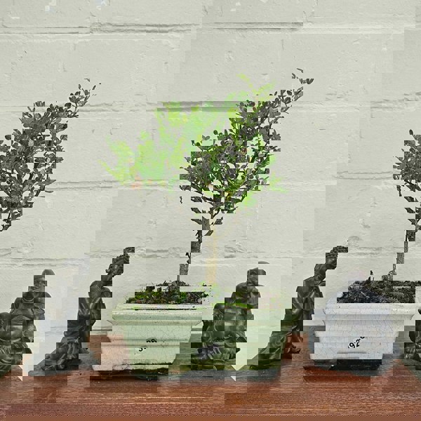 Yorkshire Bonsai Chinese Pepper (Zanthoxylum Pipertum) Bonsai Tree | Broom | In 15cm Pot