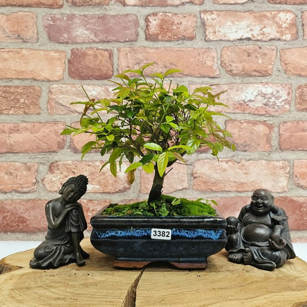 Yorkshire Bonsai Bird Plum (Sageretia) Bonsai Tree | Broom | In 15cm Pot