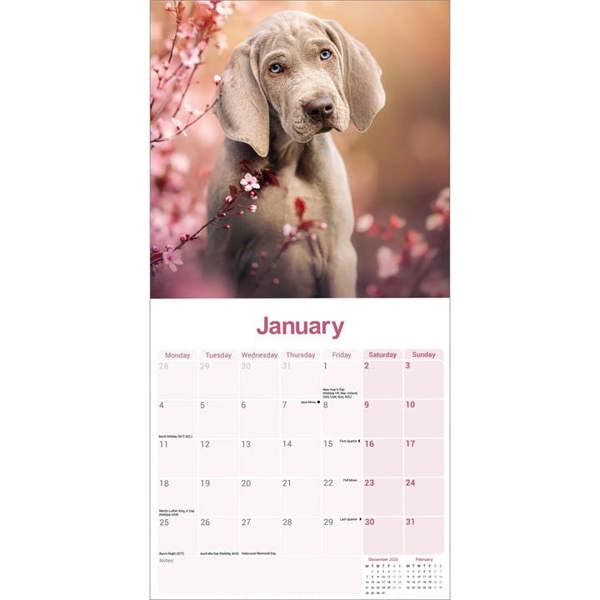 Weimaraner Calendar 2027, Wall Calendars, Month To View, Dogs, Gift