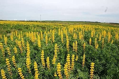 Annual Lupine Seeds