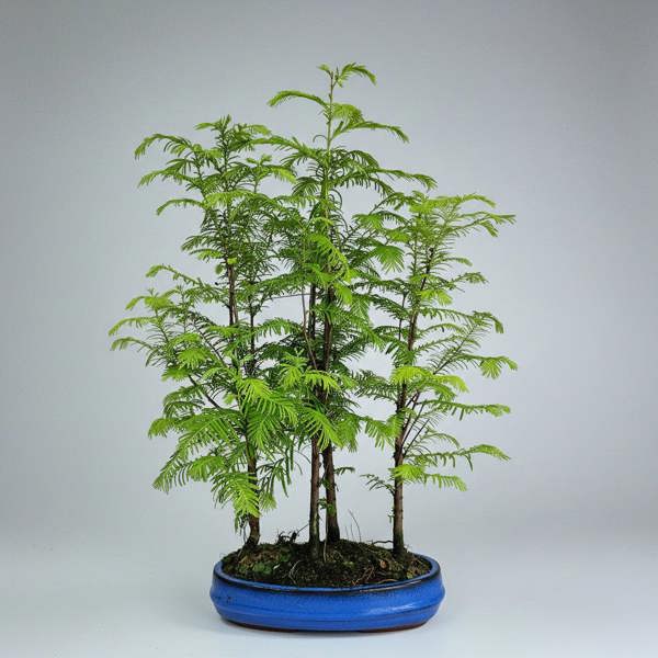 Yorkshire Bonsai Dawn Redwood (Metasequoia) Bonsai Tree Forest | Informal Upright | In 20cm Pot