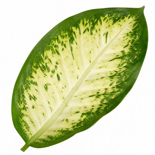 Dieffenbachia Camilla Dumb Cane 12cm Pot Plants By Post