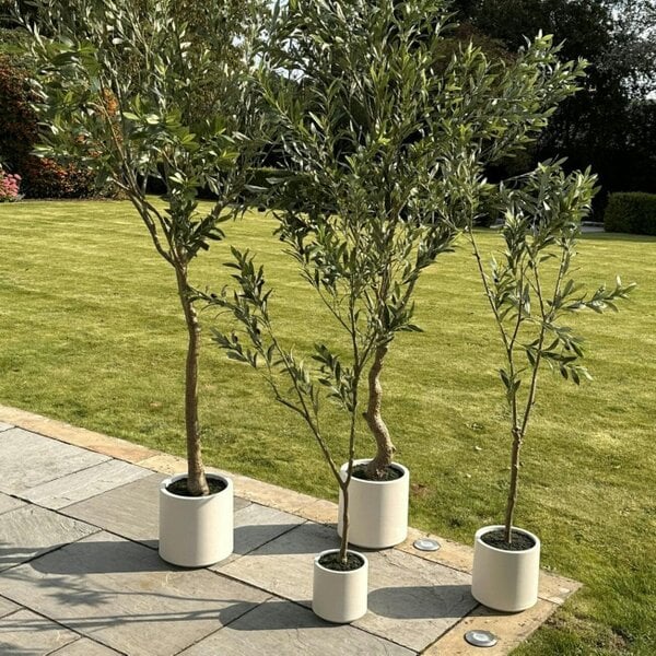 Wyld Haus 150cm Tall Mediterranean Artificial Olive Tree In White Ceramic Pot
