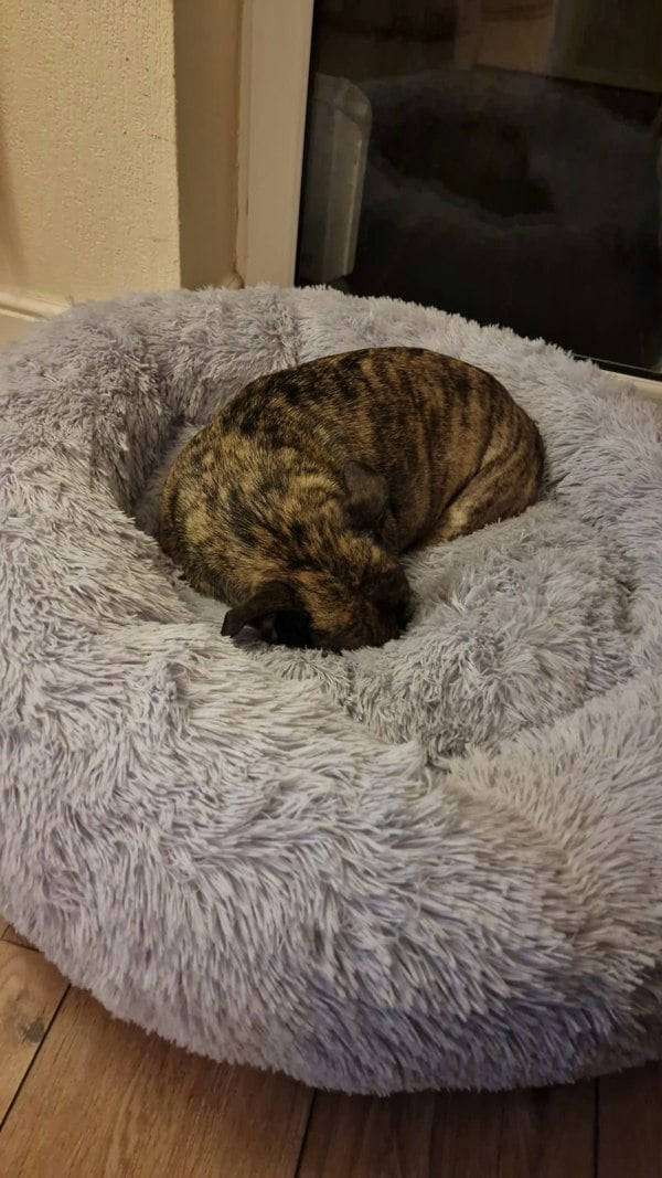 Snug and Cosy Pets Anti Anxiety Donut Pet Bed