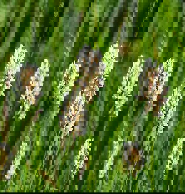 nitrogen-fixing plants