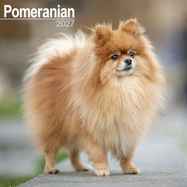 Pomeranian Calendar 2027, Wall Calendars, Month To View, Dogs, Gift