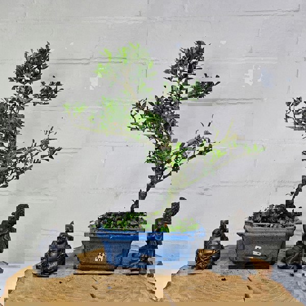 Yorkshire Bonsai Japanese Holly (Ilex Crenata) Bonsai Tree | Shaped | In 15cm Pot