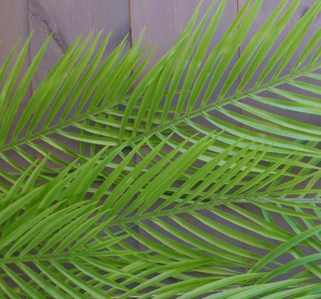 Leaf 120cm Artificial Hanging Palm Leaf Plant