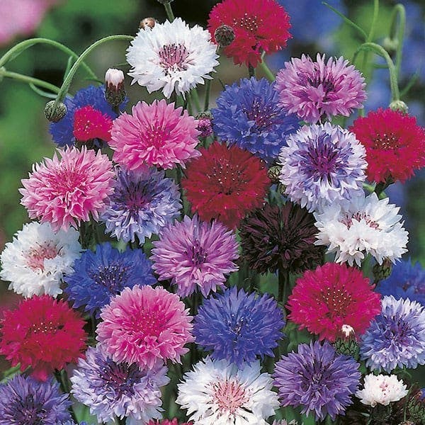 Cornflower dwarf double Polka Dot mixed seeds