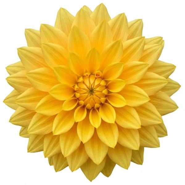 Dahlia Maggiore Yellow 3L  Golden Yellow Dahlia