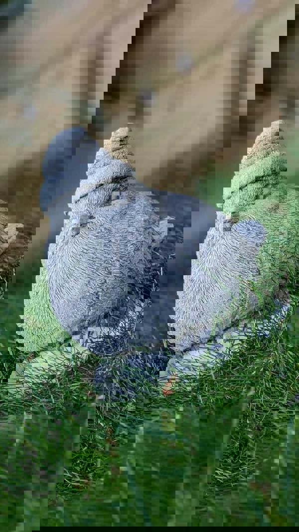 Stone Cast Christmas Robin Garden Ornament