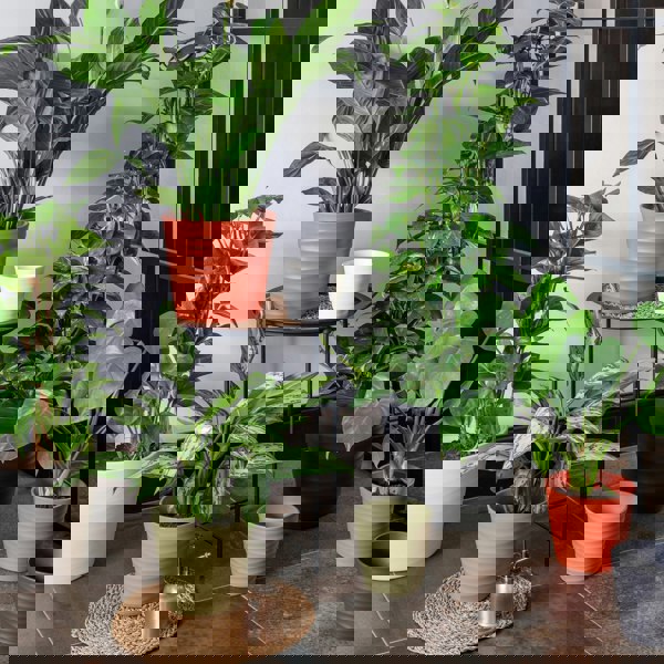#color_olive