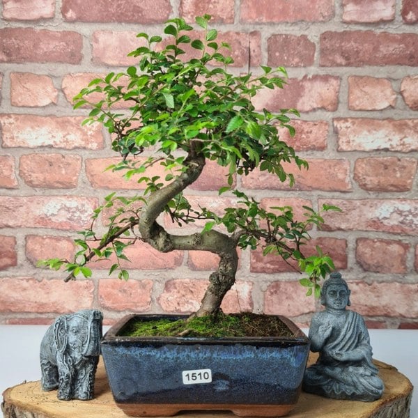 Chinese Elm (Ulmus Parvifolia) Bonsai Tree | Shaped | In 15cm Pot