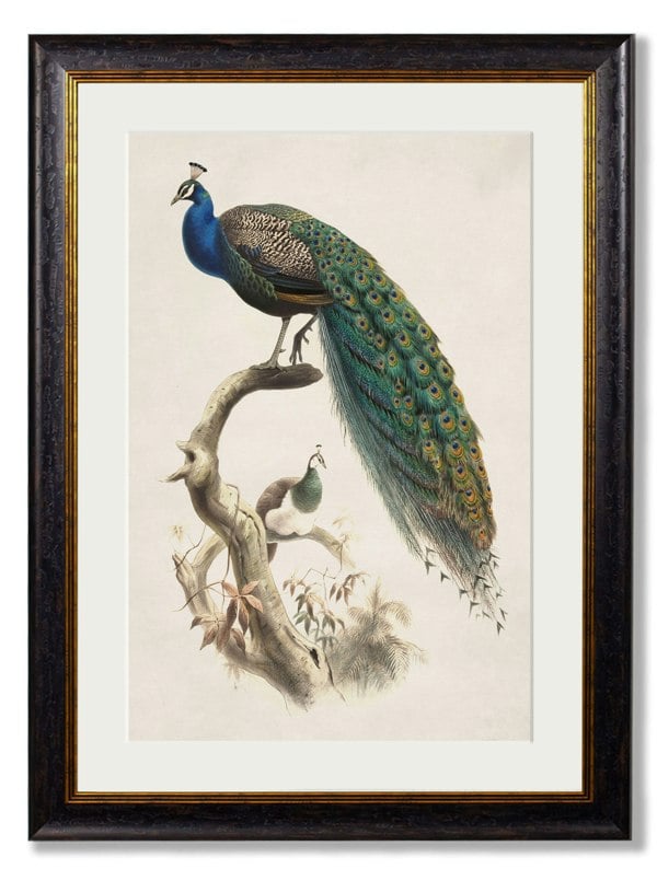 Exceptional Art c.1800's Indian Blue Peacock