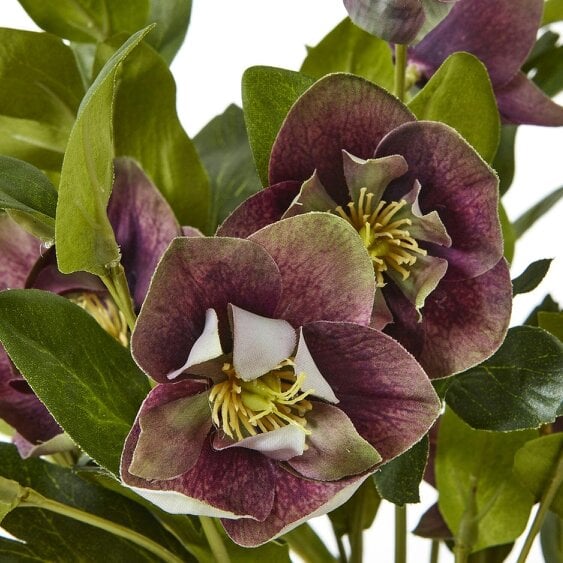 Wyld Haus Artificial Plant Deep Plum Hellebore Plant In Brown Ceramic Pot
