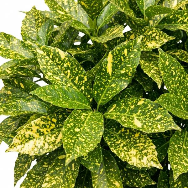 Aucuba Japonica Crotonifolia Spotted Laurel The Rose Press Garden