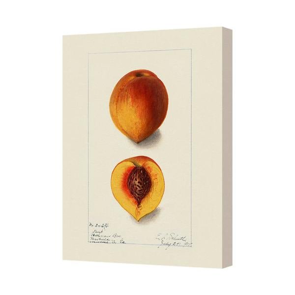 Benjamin Tate Design Handmade Peach Illustration Gallery Wall Art With Deep Wooden Frame