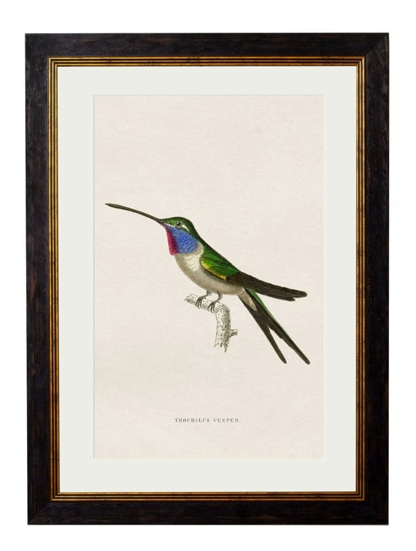 Exceptional Art c.1833 Hummingbirds