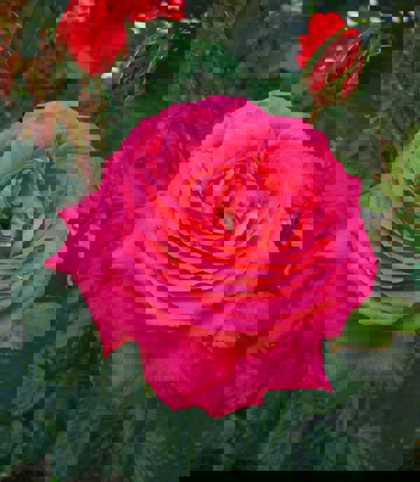 Rose My Dad 5.5 Litre Pot
