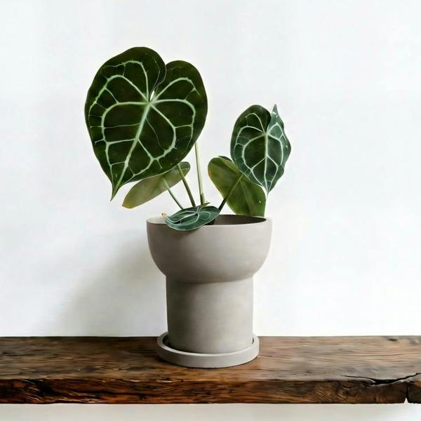 Potted plant with green leaves in a gray pot on a wooden surface with a white background