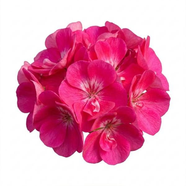 1 Large Plant - Geranium Calliope Hot Pink, Outdoor Garden Ready, 2L Pot The Rose Press Garden