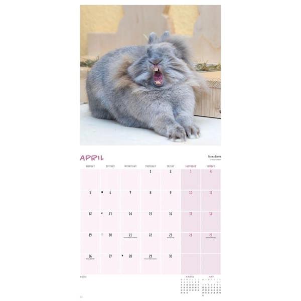 Comedy Pet Photography Awards Calendar 2027, Wall Calendars, Month To View, Humour, Gift