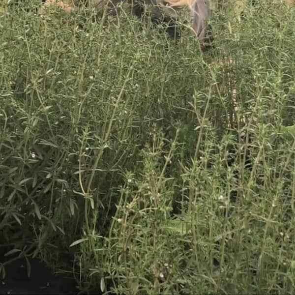 Satureja hortensis common – natural herb plants growing densely in outdoor garden bed