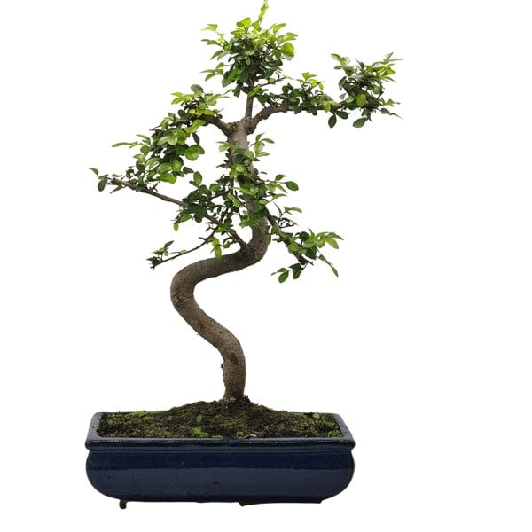 Chinese Elm (Ulmus Parvifolia) Bonsai Tree | Shaped | In 30cm Pot