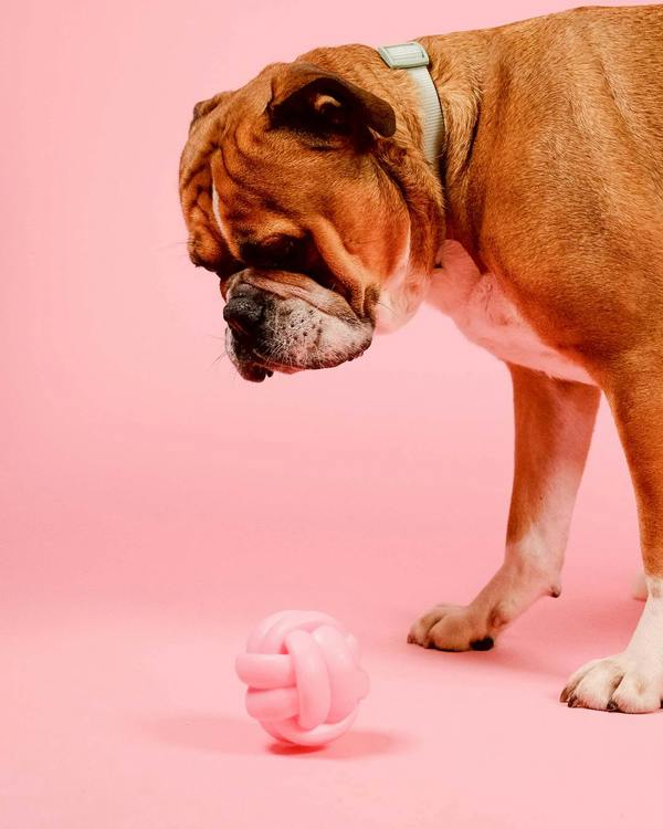 Barc London Knotball Squeaky Dog Toy