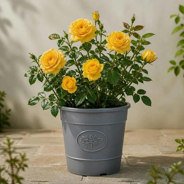 3L Golden Wedding Yellow Rose Bush - Beautiful Flowering Plant Gift - Premium Plastic Olive Grey