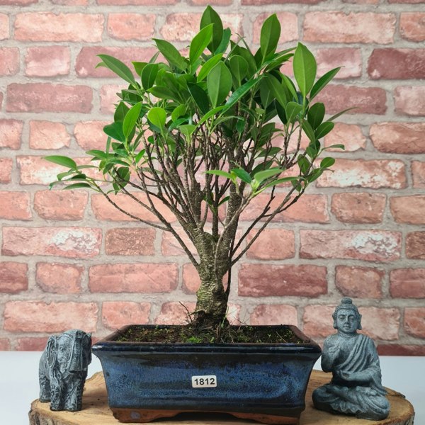 Yorkshire Bonsai Ficus Microcarpa (Banyan Fig) Indoor Bonsai Tree | Broom | In 20cm Pot