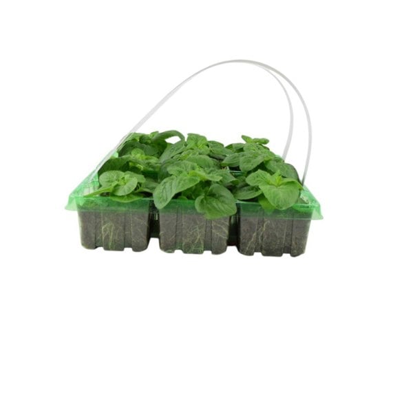 Ageratum Blue 6 Pack x 2 - 12 Plants Soft Blue Blooms for Summer plants by post