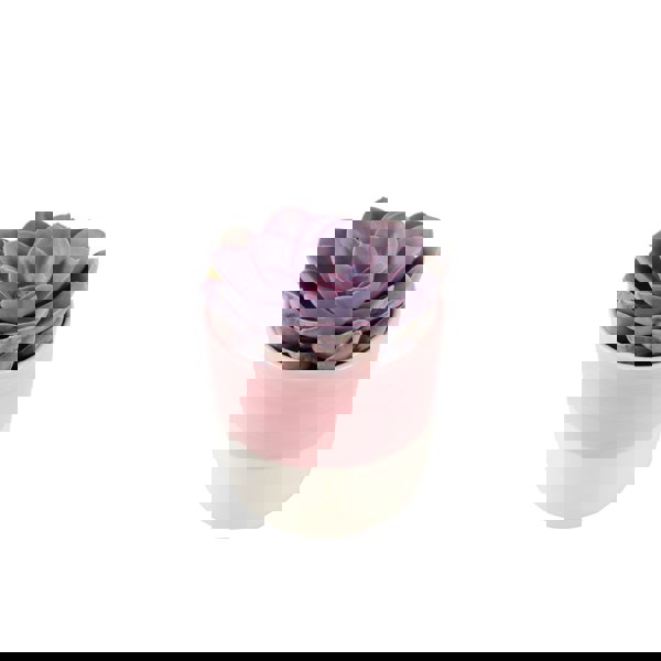 Echeveria Purple Pearl in 12cm Pot - Stunning Purple Succulent Plants By Post