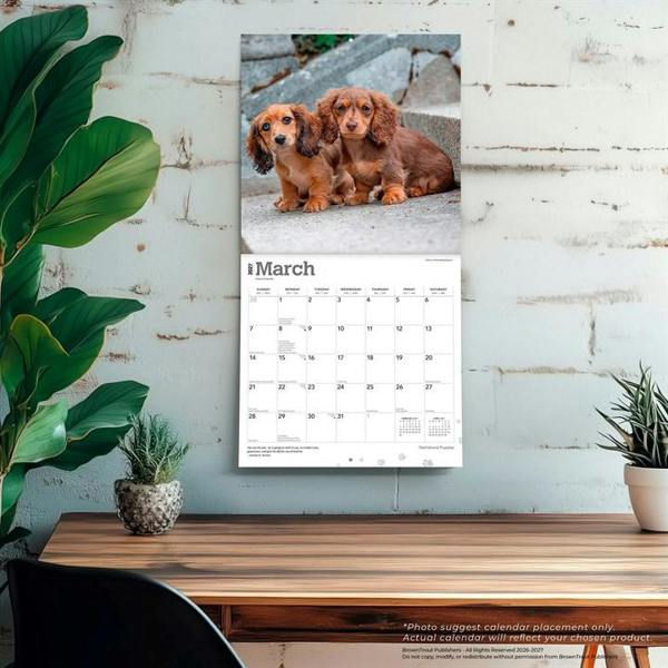 Dachshund Puppies Calendar 2027, Wall Calendars, Month To View, Dogs, Gift