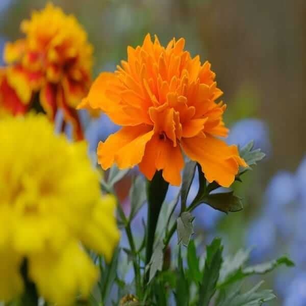 tagetes patula nana bonita mixed