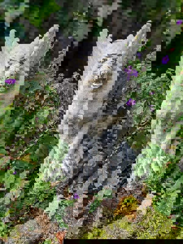 Large Winged Gargoyle Garden Statue