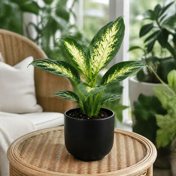 Dieffenbachia Compacta Dumb Cane 12cm Pot Plants By Post