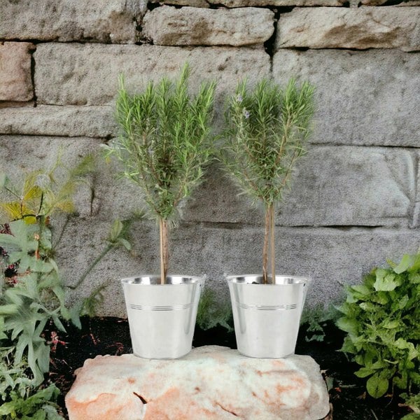 Rosemary Tree 45cm