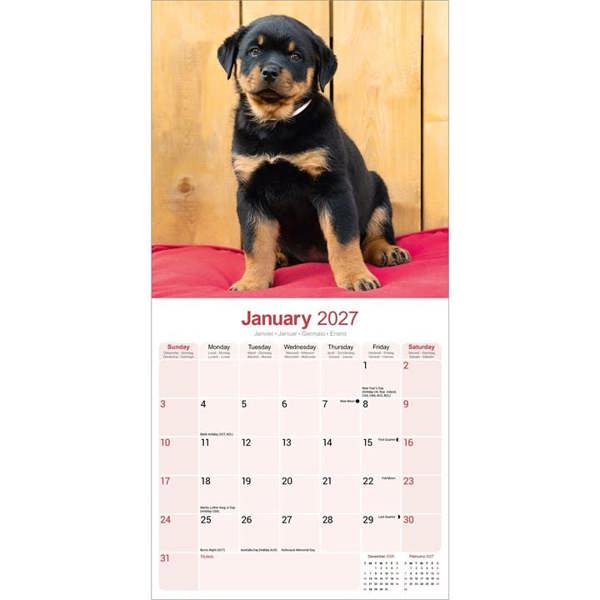 Rottweiler Puppies Calendar 2027, Wall Calendars, Month To View, Dogs, Gift