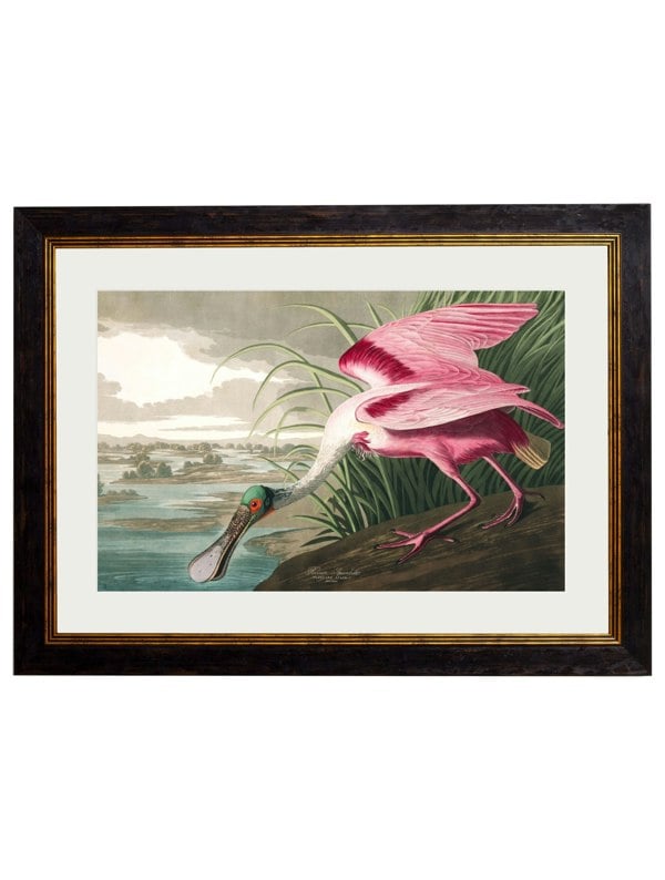 Exceptional Art c.1838 Audubon's Birds of America
