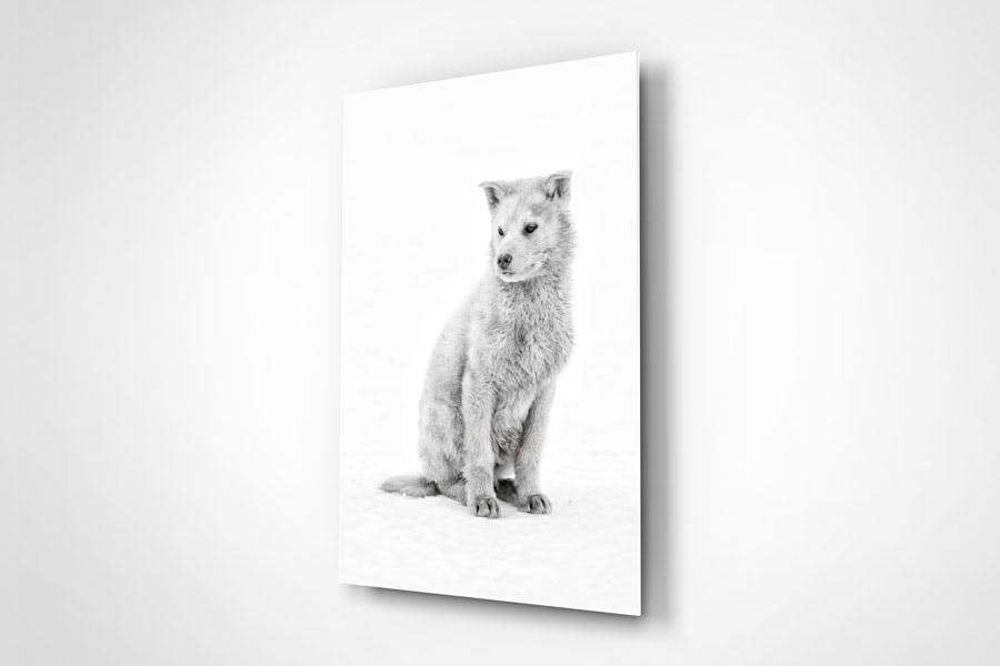 husky puppy wall art