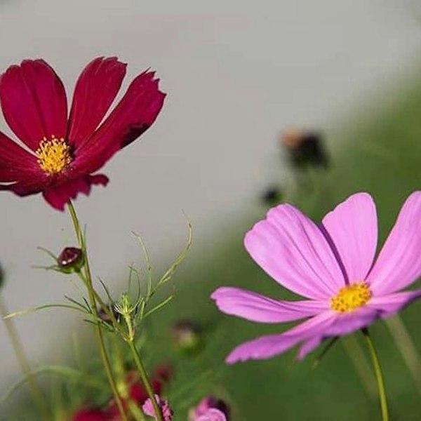 Drought-tolerant wildflower seeds, featuring hardy UK natives and perennials for water-wise garden borders.