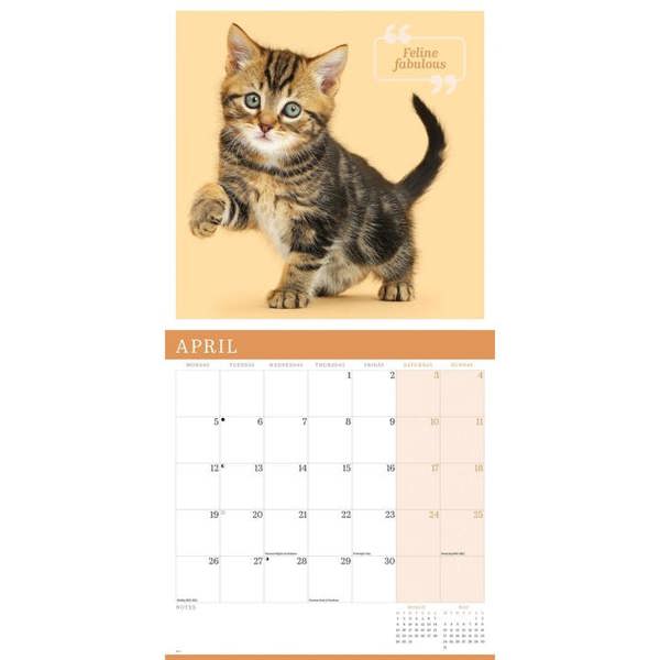 Cute Cats Calendar 2027, Wall Calendars, Month To View, Cats, Gift