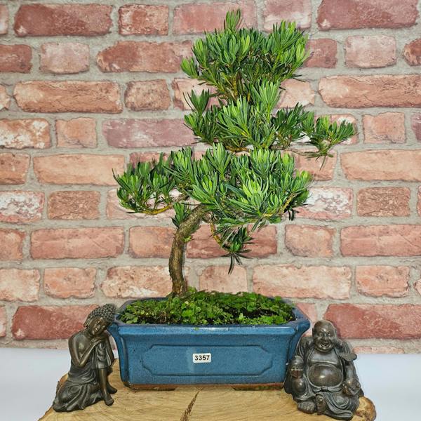 Yorkshire Bonsai Buddhist Pine (Podocarpus Micro) Bonsai Tree | Shaped | In 25cm Pot - 3357