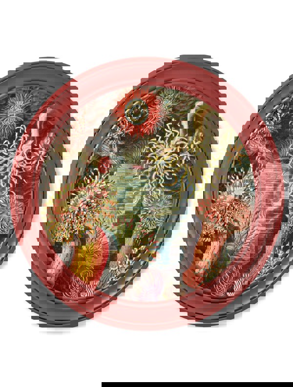 Exceptional Art c.1904 Haeckel Flora and Fauna - Round Frames Red