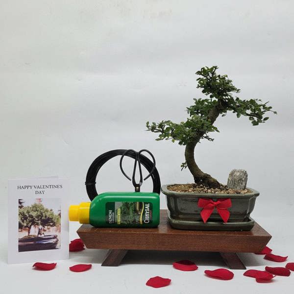 Yorkshire Bonsai Valentine's Bonsai Starter Bundle | Chinese Elm (Ulmus Parvifolia) | Shaped