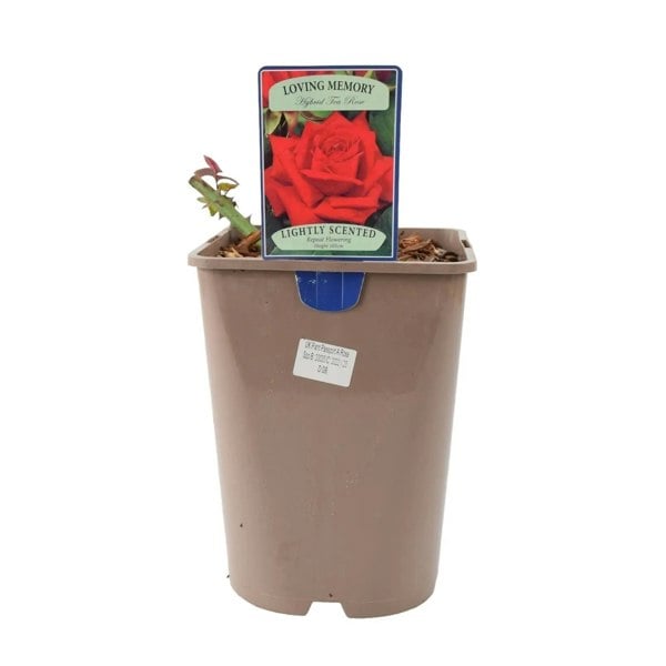 Rose Loving Memory 5.5 Litre Pot Plants By Post